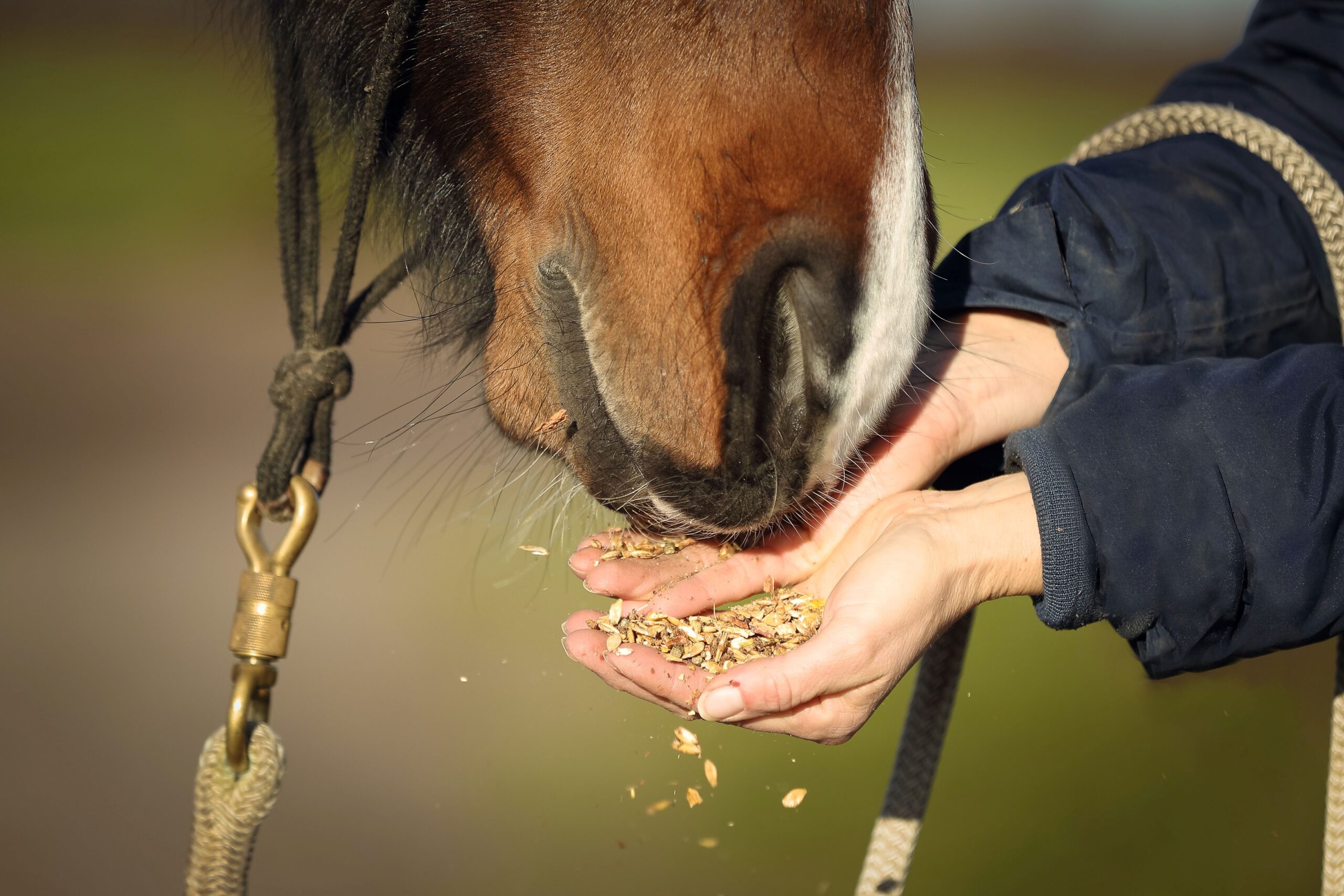 A horse eats treats from a person's hand