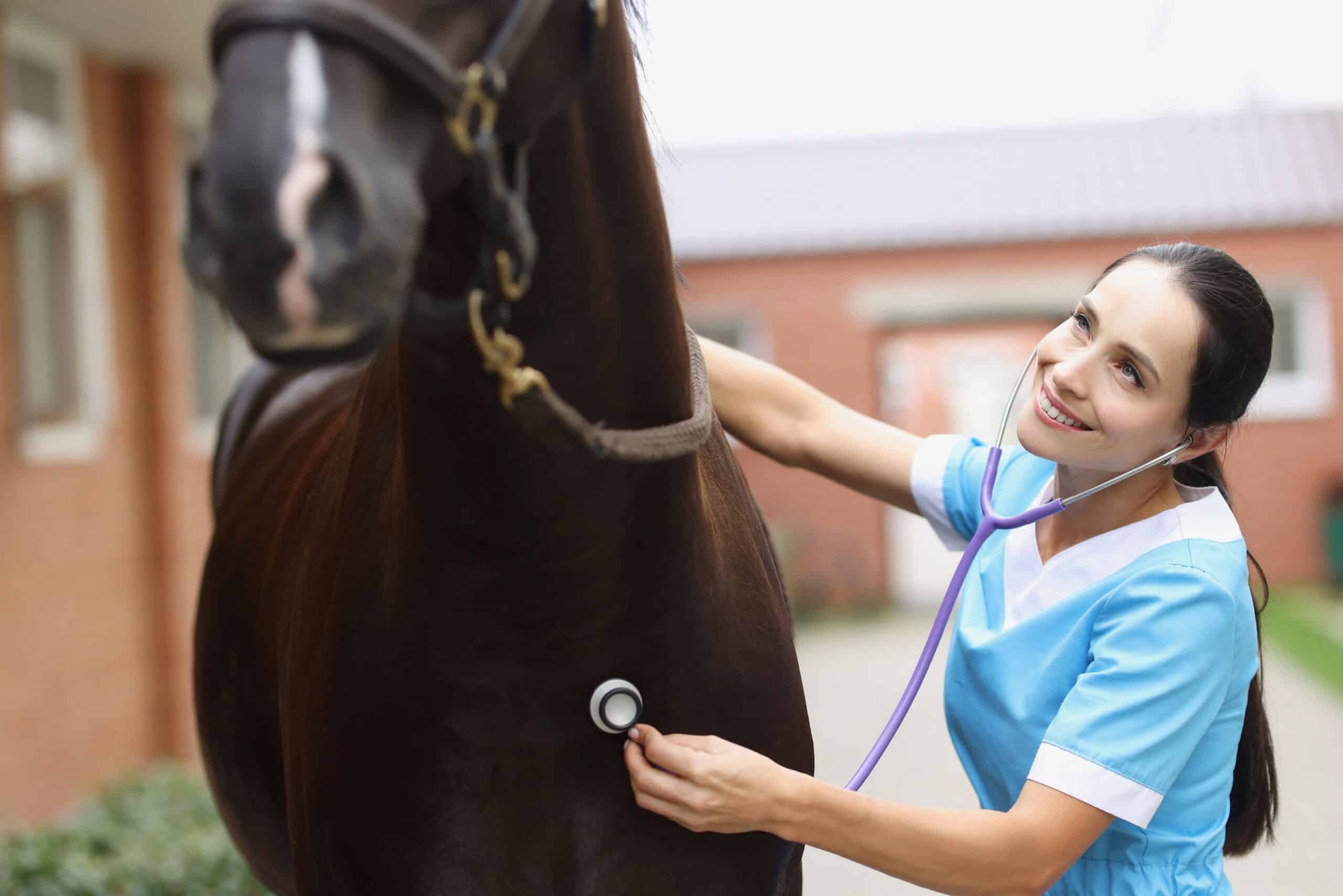 A doctor listens to a horse and checks whether it is still fit and healthy