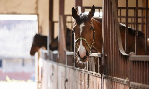 Essential Considerations for Purchasing a Sport Horse: A Comprehensive Guide