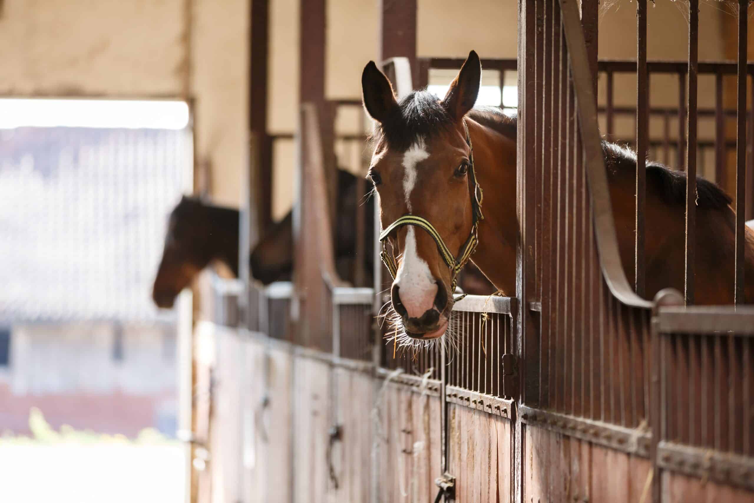 Read more about the article Essential Considerations for Purchasing a Sport Horse: A Comprehensive Guide