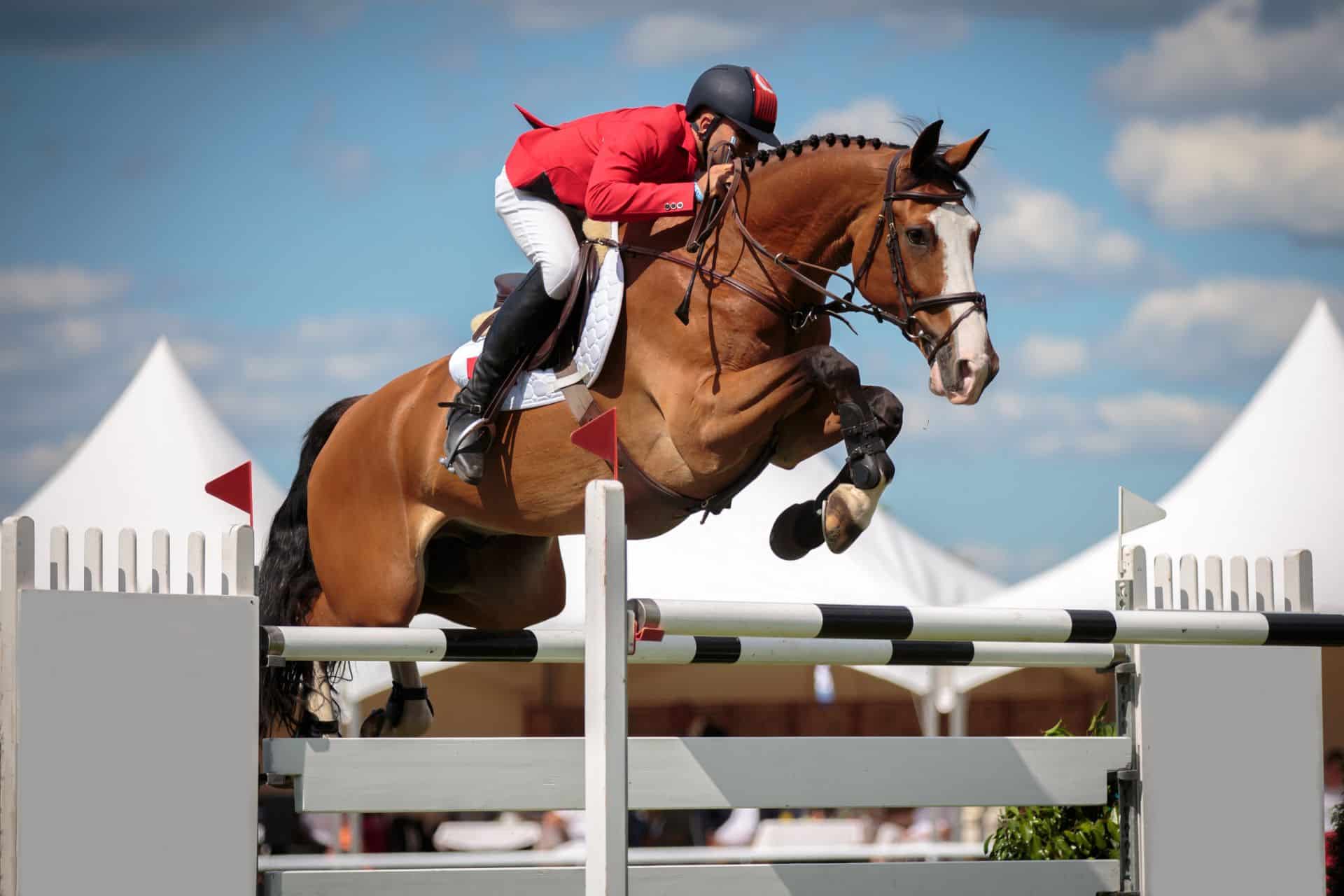 Read more about the article Why Watching Precision-Based Horse Competitions Never Gets Old