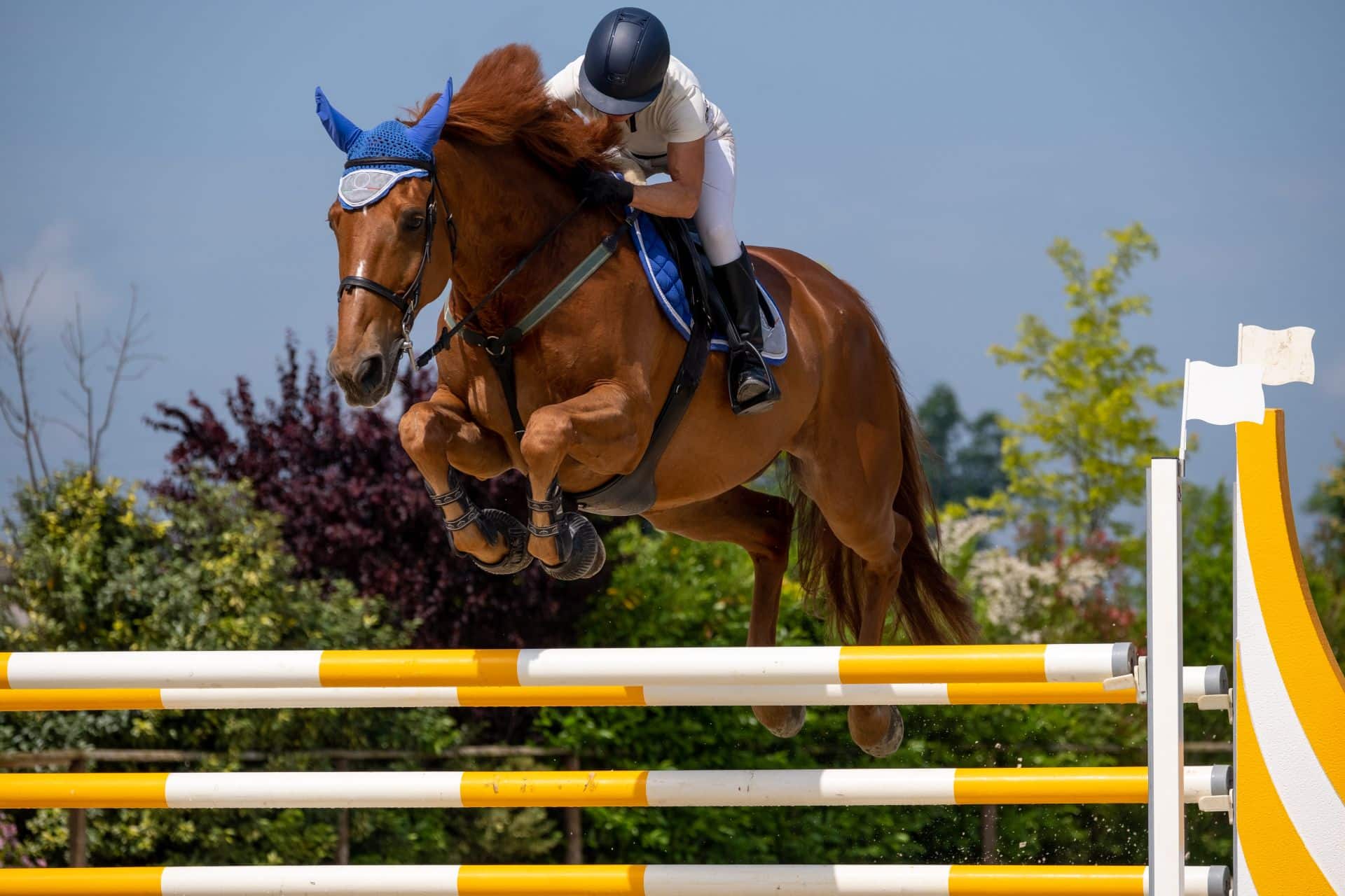 show jumping horses for sale showcased by a chestnut horse and rider jumping an orange and white obstacle at a summer competition